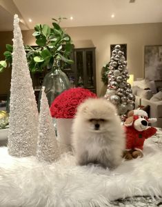 Dior Female Pomeranian
