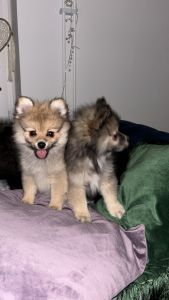 pomeranian valpar 4hane och en tik