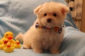 Cute Female Teddy Bear Puppy***