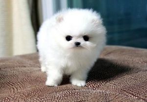 White Parti Colored Pomeranian Puppies. ***
