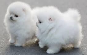 Cute Teacup Pom Puppies