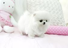 Cute Lovely Pomeranian Pups