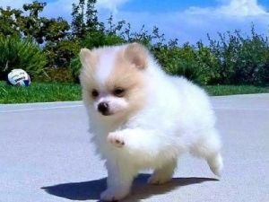 Pomeranian Puppies
