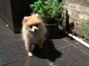 Small Outstanding Female Kc Reg Pomeranian Puppies