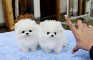 T-cup Pomeranian Puppies. Text (***) ***-***7
