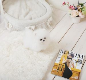 Cute Teacup Pomeranian Puppies Av***