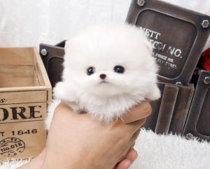 Micro Tiny T-cup Pom Pups For Sale ***