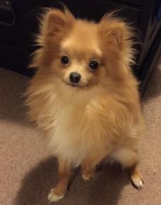 11 month boy pomeranian MN