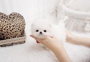 Best Teddy Bear Tcup Pomeranian Pups- ***