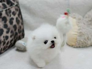 Cute Pomeranian Puppies At (***) ***-***1.