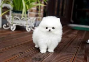 Cute Pomeranian Puppies for adoption