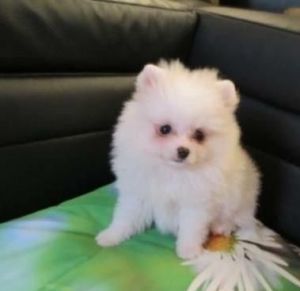 playful pomeranian puppies ready