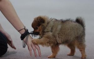 Pomeranian Puppies Available Now.