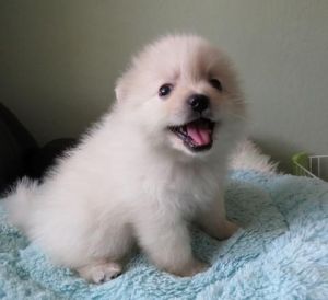 Kc Diamond White Pom Puppies