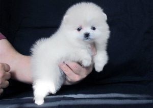 Tiny Teacup Gorgeous Pomeranian Puppies For Sale