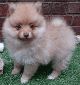 purebredpomerian puppies for sale