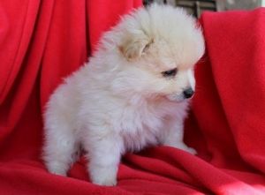 Pomeranian puppies