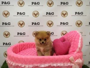 Pomeranian - Princess - Female