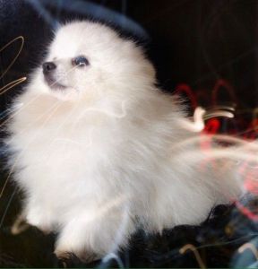 X Stunning And Rare tiny Boo Type Import Male! X