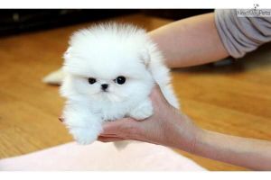 Pomeranian puppies ready ***