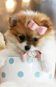 Gorgeous Pomeranian Puppies Available