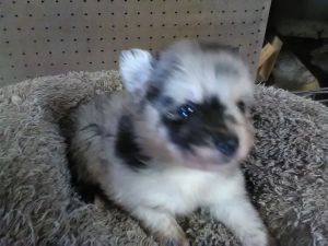 Pomeranian puppies 3 females 1 male