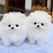 Super Adorable Teacup Pomeranian Puppies text (***) ***-***9