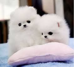 Super Adorable Pomeranian Puppies Text (***) ***-***9