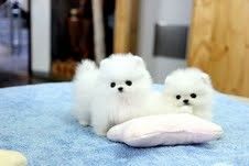 Good Looking Pomeranian Puppies for adoption text (***) ***-***9