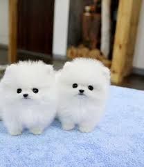 Priceless White Pomeranian Puppy For Adoption