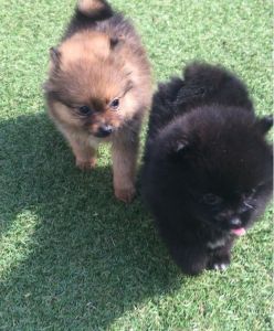 Adorable Pedigree Pomeranian Puppies Ready
