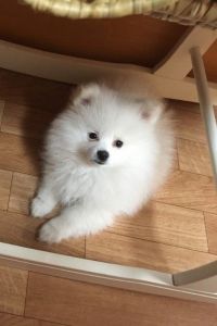 For Sale Genuine Teacup/miniature Pomeranian Pup