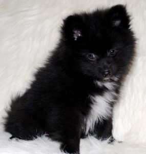 Beautiful Black Tiny Male Pomeranian