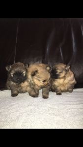 Pedigree Pomeranian Puppies