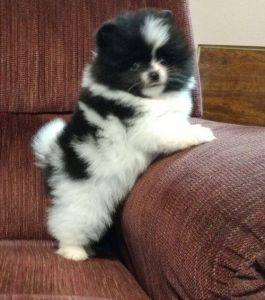 Excellent health history Party Pomeranian puppies