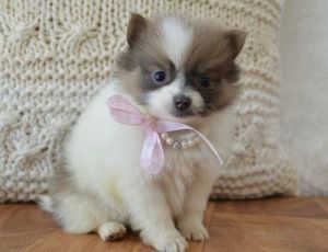 Top Quality Teacup Pomeranian Puppies