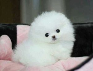 Jovial Teacup Pomeranian Pups Available
