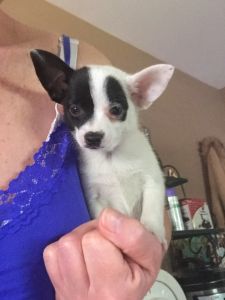 Pomeranian. Chihuahua