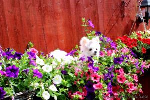 Incredible Tiny White Pomeranian Girl For Sale