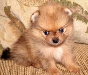 Pomeranian puppies TEXT , ***