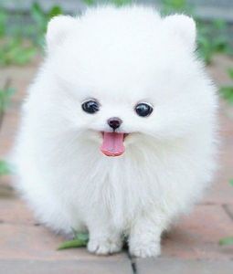 cute pomeranian puppies for adoption...