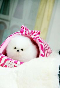 Tiny Pomeranian *** (***) ***-***2