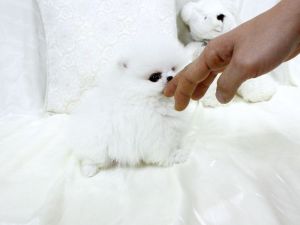 Teddy AKC ***/Text (***) ***-***2