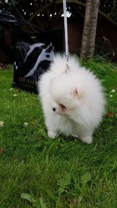 **1 Male Pomeranian Puppy Left**