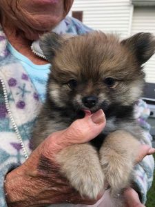 Spectacular AKC Pomeranian puppies