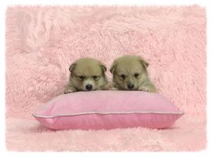 Stunning Pomeranian Girl For Sale