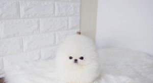 AKC Registered Pomeranian Puppies