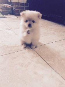 Pomeranian puppies(***) ***-***3