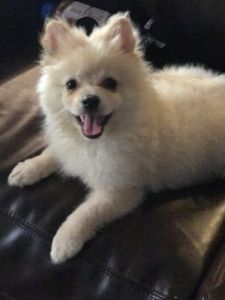 Pomeranian