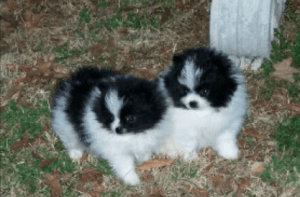 Well Trained Pomeranian Puppies